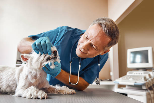 Best Emergency Dental Services for Seniors in Vienna, WV